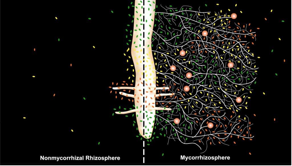 Mycorrhiza wortel omgeving met en zonder mycorrhizae